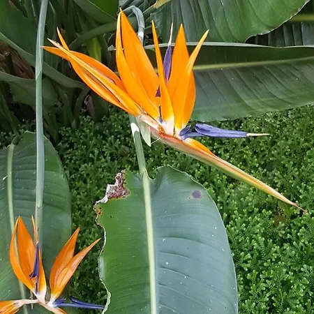 Mirage Daire Oostende